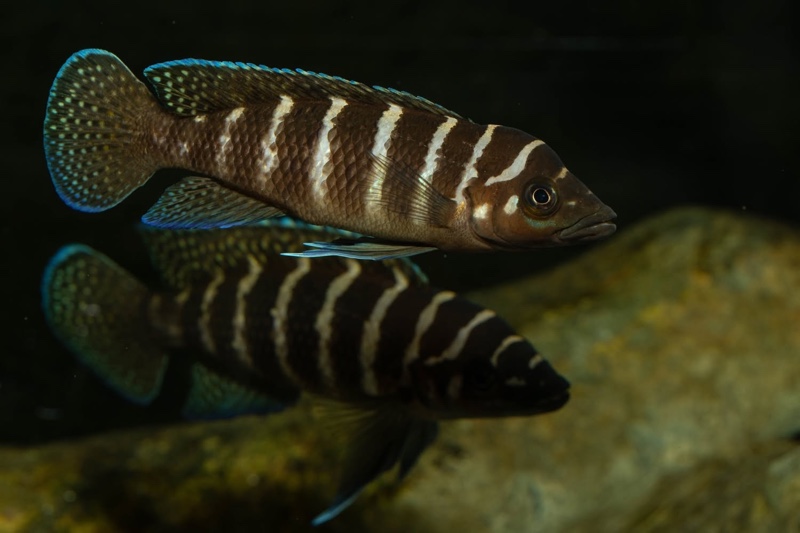 Neolamprologus cylindricus 'Kasanga'